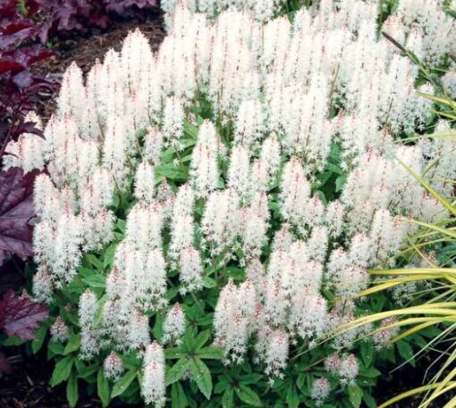 Jaunstāds - Tiarella 'Spring Symphony'
